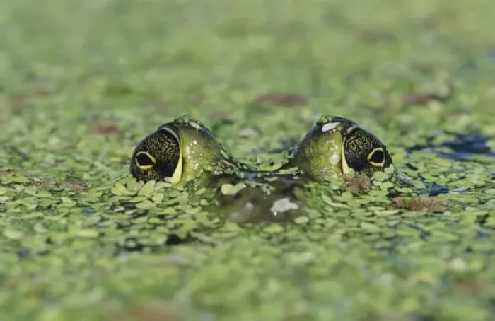 Framed Print : Bullfrog, Rana catesbeiana, adult in duckweed camouflaged, Welder Wildlife Refuge Framed Print : Bullfrog, Rana catesbeiana, adult in duckweed camouflaged, Welder Wildlife Refuge