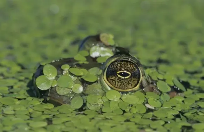 Framed Print : Bullfrog, Rana catesbeiana, adult in duckweed camouflaged, Welder Wildlife Refuge