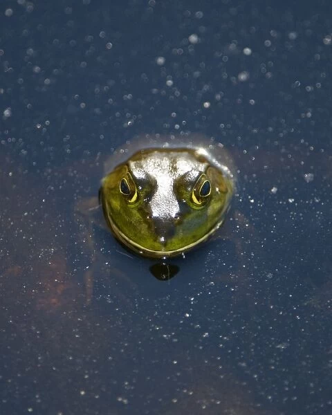 Bullfrog, Rana catesbeiana, Stanley Park, British Columbia