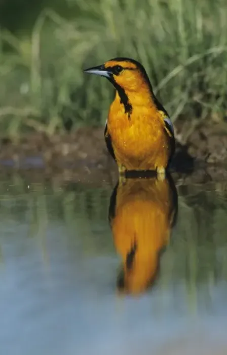 Framed Print : Bullocks Oriole, Icterus bullockii, male bathing, Starr County, Rio Grande Valley Framed Print : Bullocks Oriole, Icterus bullockii, male bathing, Starr County, Rio Grande Valley