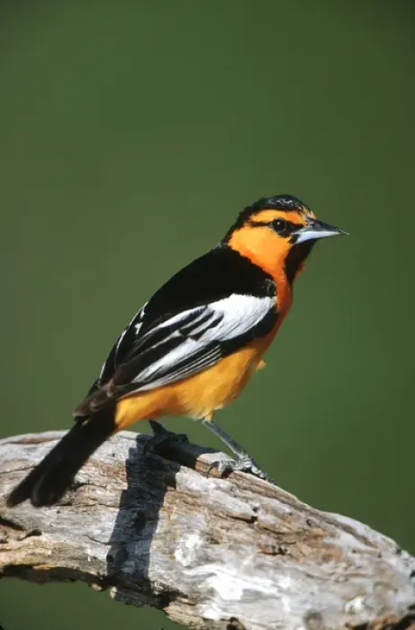 Framed Print : Bullocks Oriole (Icterus bullockii) male, Starr Co. TX