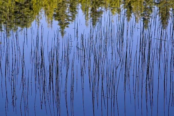 Bullrushes and trees reflect into small lake in the Whitefish Range near Whitefish