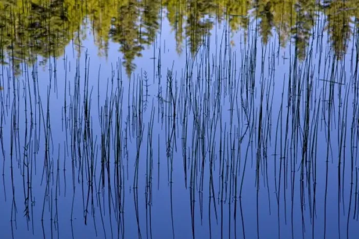 Framed Print : Bullrushes and trees reflect into small lake in the Whitefish Range near Whitefish