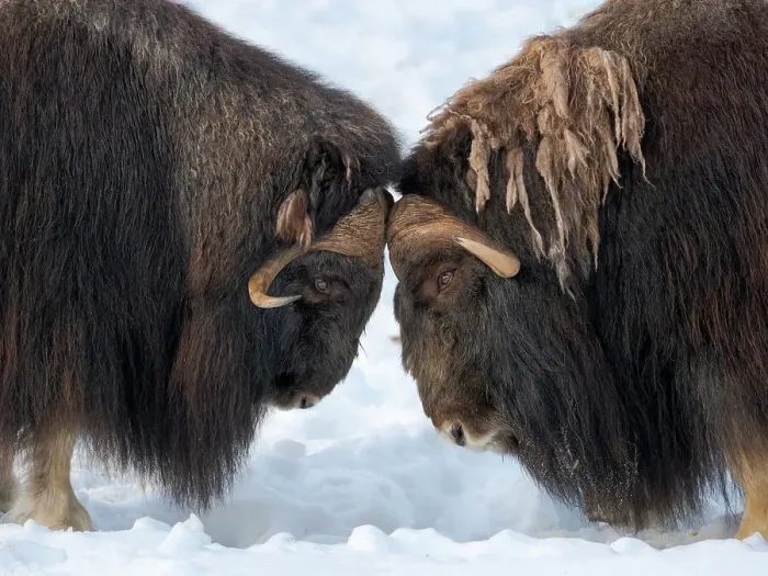 Framed Print : Bulls fighting. muskox in deep snow during winter. Scandinavia, Norway, Bardu, Polar Park Framed Print : Bulls fighting. muskox in deep snow during winter. Scandinavia, Norway, Bardu, Polar Park