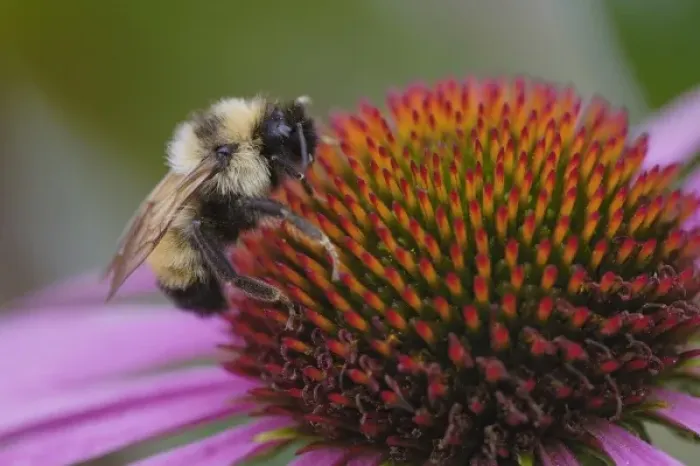 Framed Print : Bumble bee on aster, New Hampshire, Bombus sp