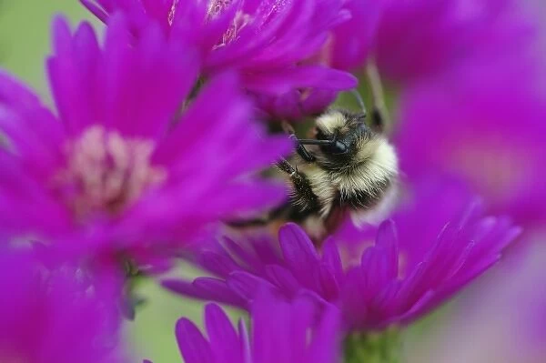 Bumble bee on aster, New Hampshire, Bombus sp
