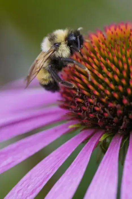 Framed Print : Bumble bee on aster, New Hampshire, Bombus sp
