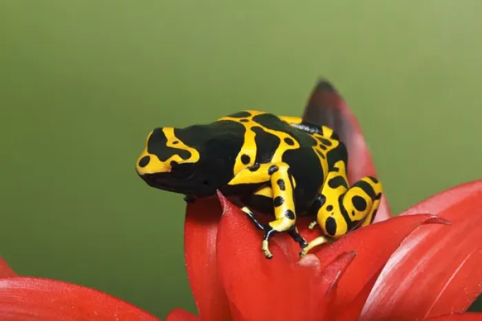 Framed Print : Bumble Bee Dart Frog, D. leucomelas