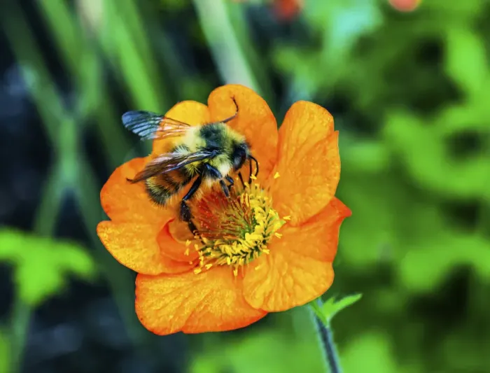 Framed Print : Bumble bee searching pollen nectar. Orange iceland poppy Framed Print : Bumble bee searching pollen nectar. Orange iceland poppy