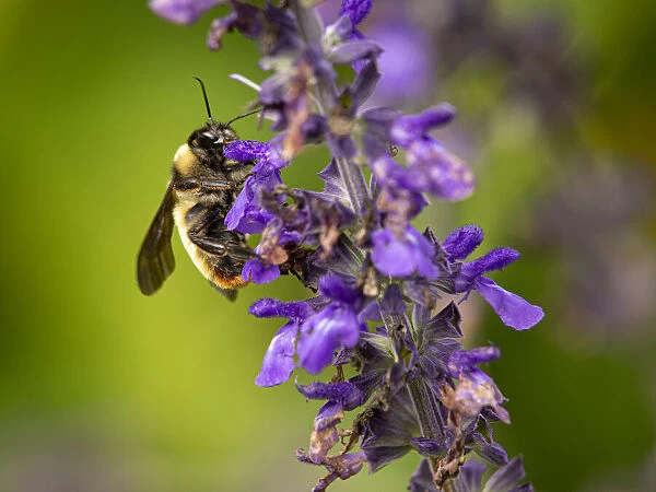 Bumblebee, Day Preserve, Illinois