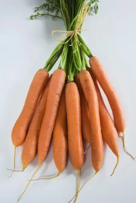 Framed Print : Bunch of Carrots (Daucus Carota)