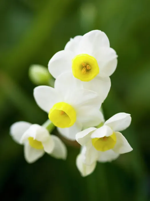 Framed Print : Bunch flowered daffodil Narcissus tazetta variety Avalanche. Germany Framed Print : Bunch flowered daffodil Narcissus tazetta variety Avalanche. Germany