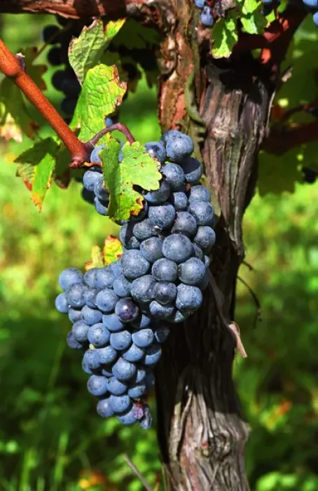 Framed Print : A bunch of grapes Framed Print : A bunch of grapes