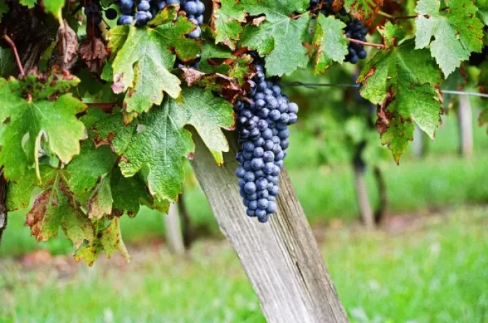 Framed Print : A bunch of grapes ripe merlot on a vine with leaves leaf in Bergerac, near bordeaux Bordeaux Gironde Aquitaine France Framed Print : A bunch of grapes ripe merlot on a vine with leaves leaf in Bergerac, near bordeaux Bordeaux Gironde Aquitaine France