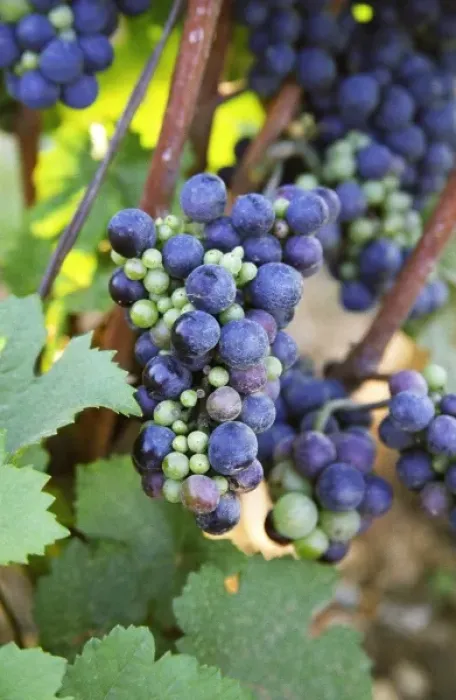 Framed Print : A bunch of Pinot Noir in a Chambertin vineyard showing uneven ripeness due to colure (a disease) Framed Print : A bunch of Pinot Noir in a Chambertin vineyard showing uneven ripeness due to colure (a disease)