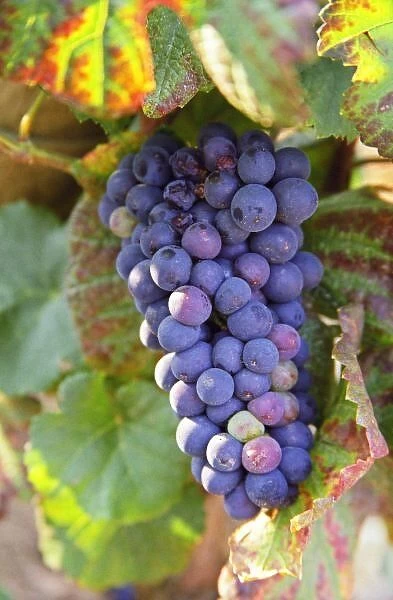 A bunch of Pinot Noir grapes in a Chambertin grand cru vineyard in Bourgogne