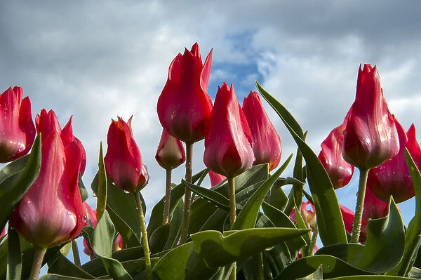 A bunch of red tulips rising up to the blue sky after a rain