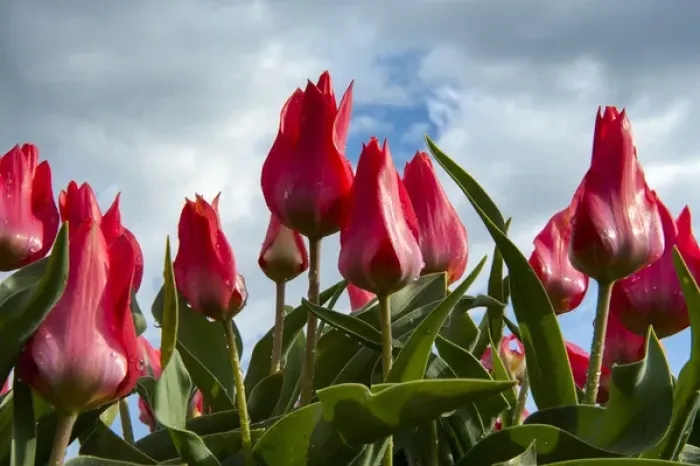 Framed Print : A bunch of red tulips rising up to the blue sky after a rain Framed Print : A bunch of red tulips rising up to the blue sky after a rain