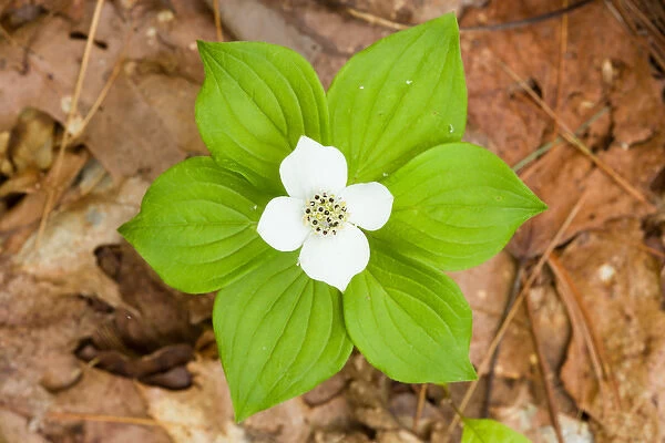 A bunchberry in bloom, Cornus canadensis, near Marquoit Bay in Brunswick, Maine