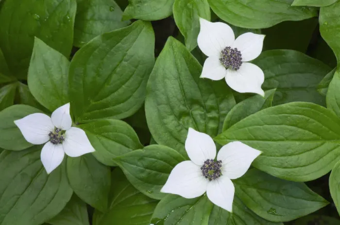 Framed Print : Bunchberry (Cornus canadensis) Framed Print : Bunchberry (Cornus canadensis)