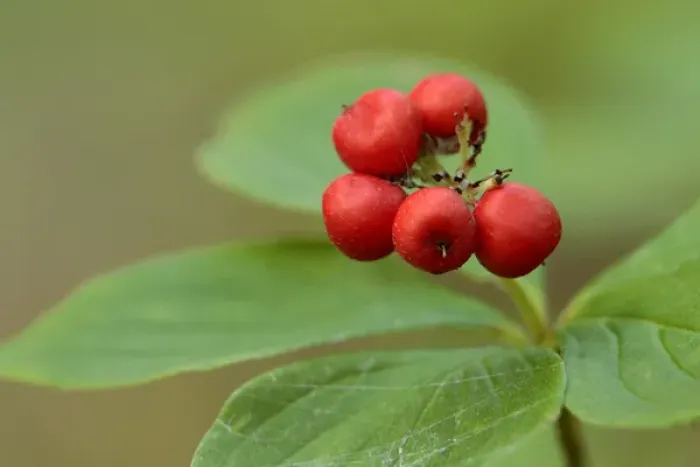 Framed Print : Bunchberry, Cornus canadensis, Banning State Park, Minnesota