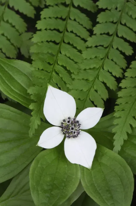 Framed Print : Bunchberry (Cornus canadensis) and Oak Fern (Gymnocarpium dryopteris) Framed Print : Bunchberry (Cornus canadensis) and Oak Fern (Gymnocarpium dryopteris)