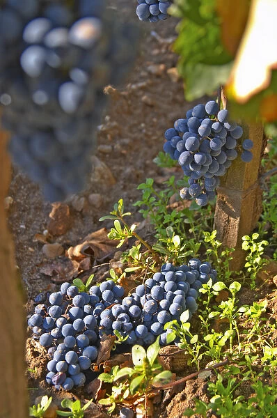 Bunches of Merlot grapes on the ground, green harvest or crop thinning