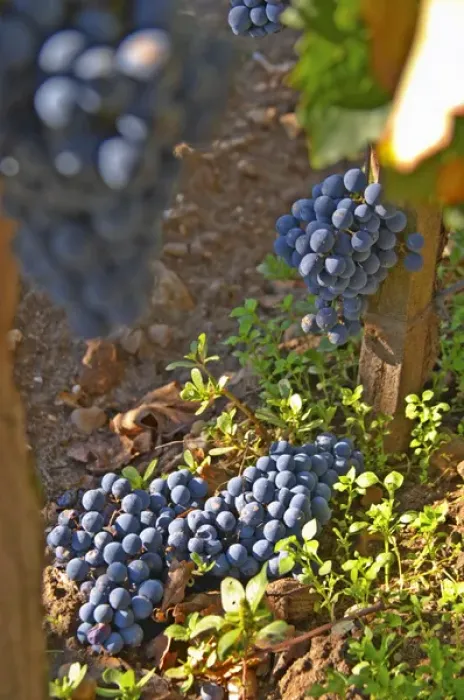 Framed Print : Bunches of Merlot grapes on the ground, green harvest or crop thinning Framed Print : Bunches of Merlot grapes on the ground, green harvest or crop thinning