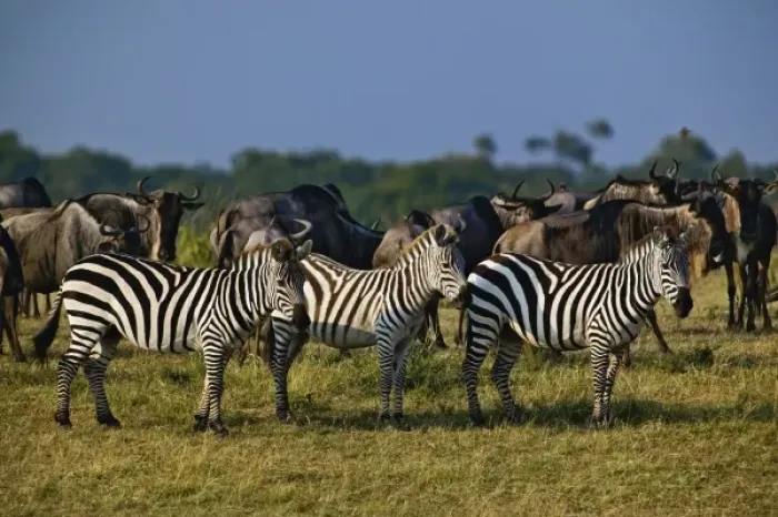 Framed Print : Burchellas Zebra, Equus burchelli, Masai Mara, Kenya, Africa