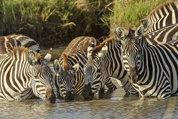 Burchellas zebras drinking at sunrise, Masai Mara, Kenya, Africa, Equus quagga