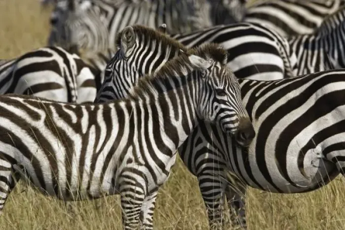 Framed Print : Burchellis Zebra Framed Print : Burchellis Zebra