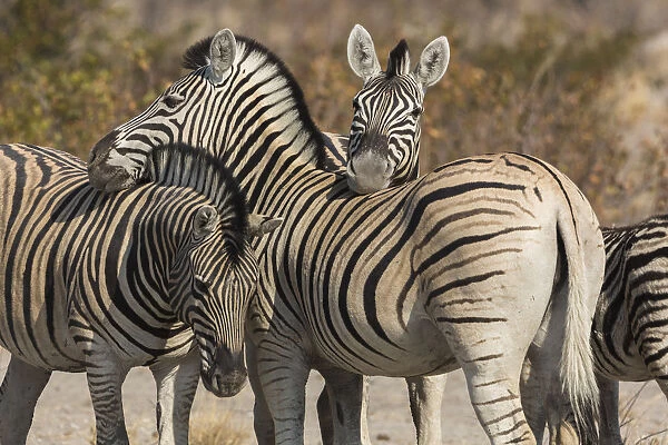 Burchellis Zebra, Equus quagga burchellii, socialize by touching in Namibia
