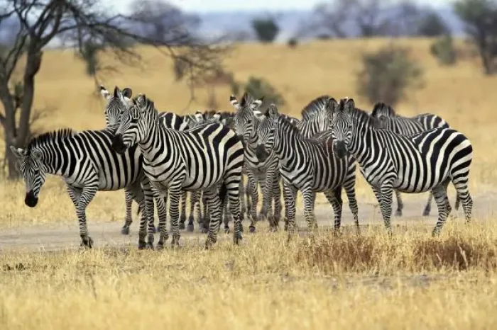 Framed Print : Burchells Zebra
