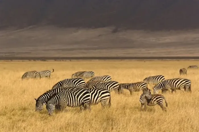 Framed Print : Burchells Zebra Framed Print : Burchells Zebra