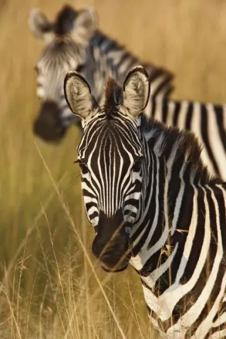 Framed Print : Burchells Zebra Framed Print : Burchells Zebra