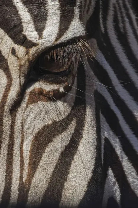 Framed Print : Burchells Zebra close-up. Masai Mara, Kenya, Africa Framed Print : Burchells Zebra close-up. Masai Mara, Kenya, Africa