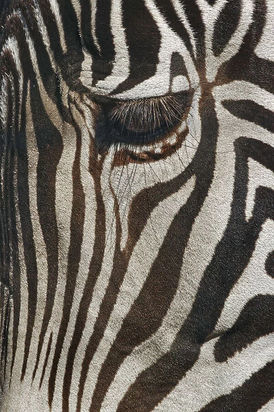 Burchells Zebra close-up. Masai Mara, Kenya, Africa