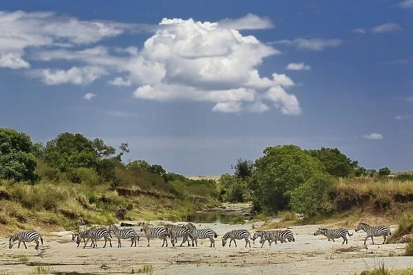 Burchells Zebra crossing dry river bed, Equus burchellii, Masai Mara Game Reserve
