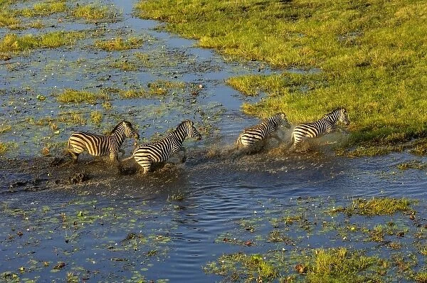 Burchells zebra (Equus burchelli) crossing flood waters. A large herbivore living