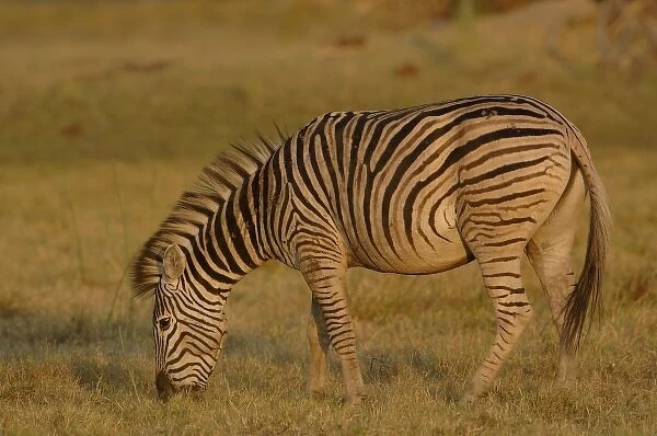 Burchells zebra (Equus burchelli) large herbivore living in open plains. Mombo