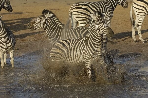 Burchells zebra (Equus burchelli) large herbivore living in open plains. Linyanti