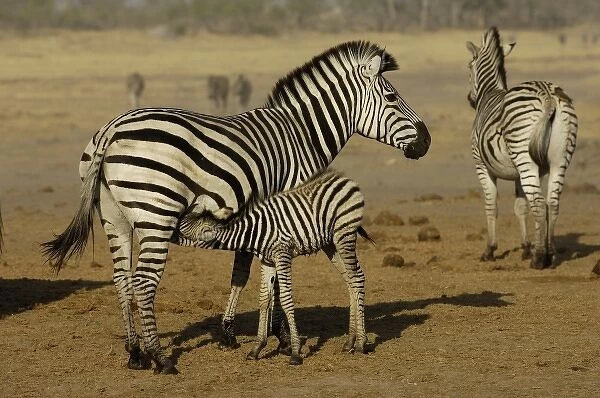 Burchells zebra (Equus burchelli) large herbivore living in open plains. Mothe and colt