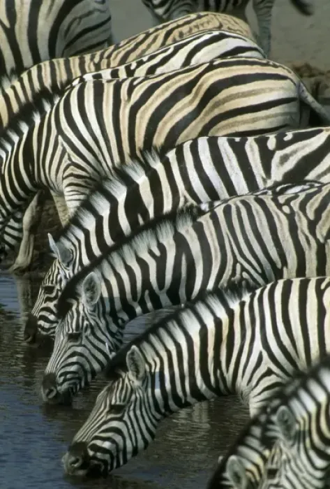 Framed Print : Burchells Zebra, (Equus burchelli), at water hole, Etosha National Park, Namibia Framed Print : Burchells Zebra, (Equus burchelli), at water hole, Etosha National Park, Namibia