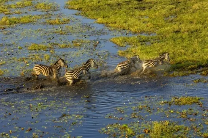 Framed Print : Burchells zebra (Equus burchelli) crossing flood waters. A large herbivore living Framed Print : Burchells zebra (Equus burchelli) crossing flood waters. A large herbivore living