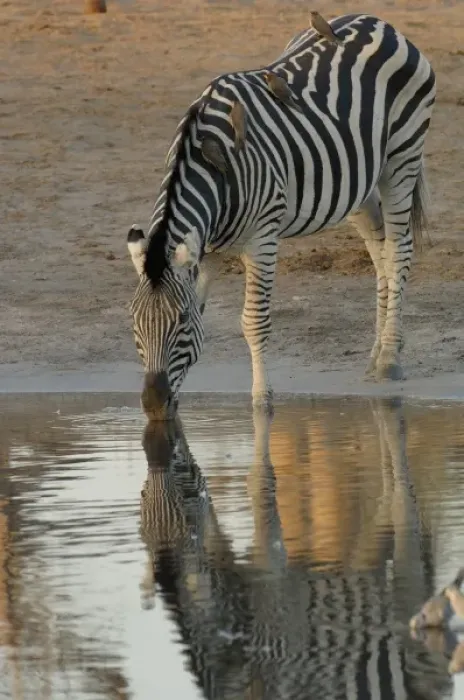 Framed Print : Burchells zebra (Equus burchelli) large herbivore living in open plains. Linyanti Framed Print : Burchells zebra (Equus burchelli) large herbivore living in open plains. Linyanti