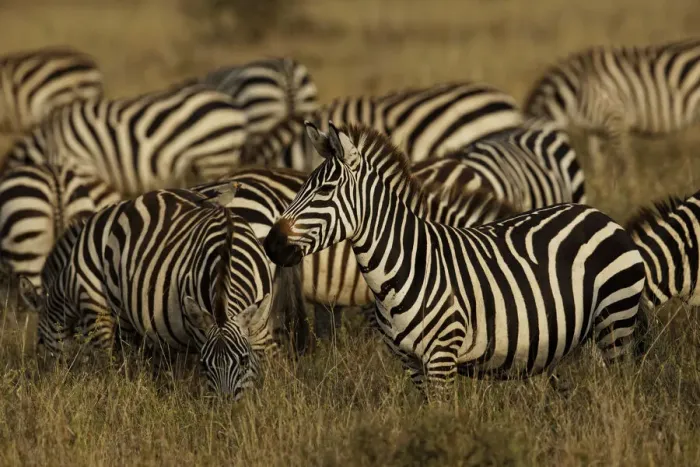 Framed Print : Burchells Zebra, Equus burchellii, Serengeti National Park, Tanzania, Africa Framed Print : Burchells Zebra, Equus burchellii, Serengeti National Park, Tanzania, Africa