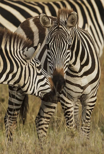 Burchells Zebra, Equus burchellii, Serengeti National Park, Tanzania, Africa