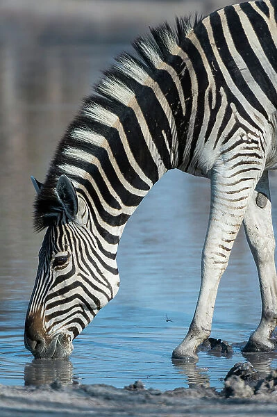 A Burchell's zebra, Equus burchellii, drinking at a waterhole. Okavango Delta, Botswana