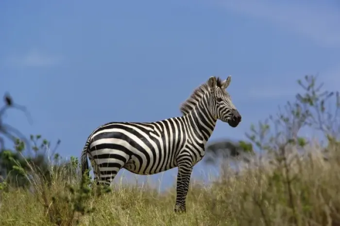Framed Print : Burchells Zebra, Equus burchellii, Masai Mara Game Reserve, Kenya Framed Print : Burchells Zebra, Equus burchellii, Masai Mara Game Reserve, Kenya