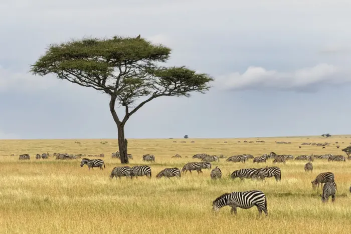 Framed Print : Burchells Zebra, Equus quagga burchellii, Serengeti National Park, Tanzania, Africa Framed Print : Burchells Zebra, Equus quagga burchellii, Serengeti National Park, Tanzania, Africa